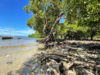 Ein Mangrovenwald an einer Meeresküste.