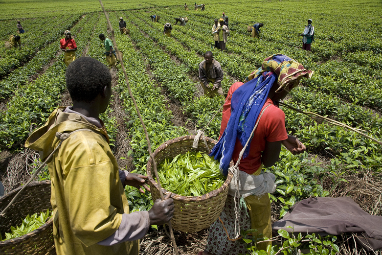Plantagearbeiter*innen pflücken Teeblätter.