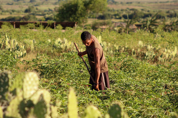 Landwirt in Anosy bestellt sein Feld. (© GIZ/Mampionona Rakotonirina)
