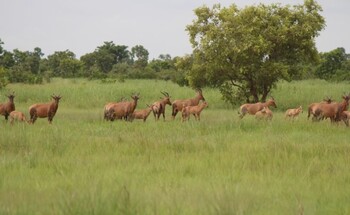 Eine Herde Antilopen auf einer Grasfläche, umgeben von Bäumen und Büschen.