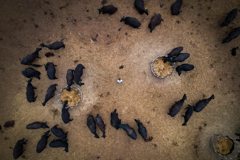 Owner of an agricultural complex among a herd of Aberdeen Angus cows