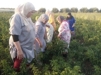Frauen der Frauenkooperative Sanaad bei der Ernte von Gewürzen. © GIZ/Youness Kharchaf