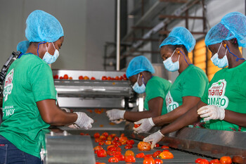 Arbeiterinnen sortieren Tomaten. Copyright: GIZ