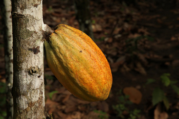 Kakaoschoten wachsen direkt am Baumstamm, hier wächst eine Schote in einer Kakaoplantage im Süd-Osten des Landes