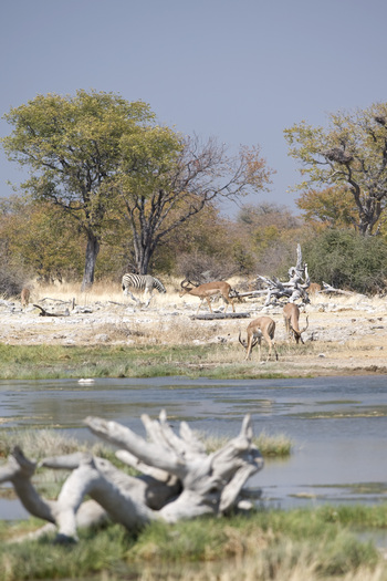 Wildtiere laufen in der namibischen Natur