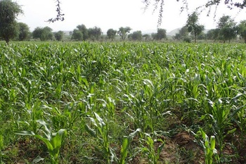 gizIMAGE-news-aethiopien-maize-02
