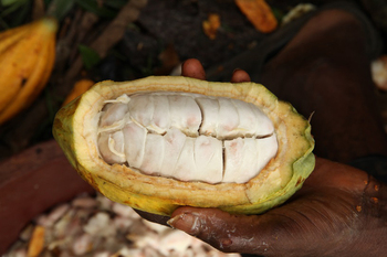 Offene Kakaoschote. Die Schote wird ausgehöhlt, das Fruchtfleisch und die Bohnen werden zur Fermentierung genutzt. Die Schoten können kompostiert werden.