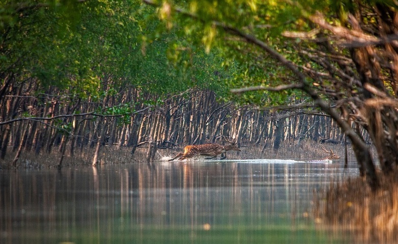 Ein Axishirsch überquert einen Gezeitenkanal in den Sundarbans.