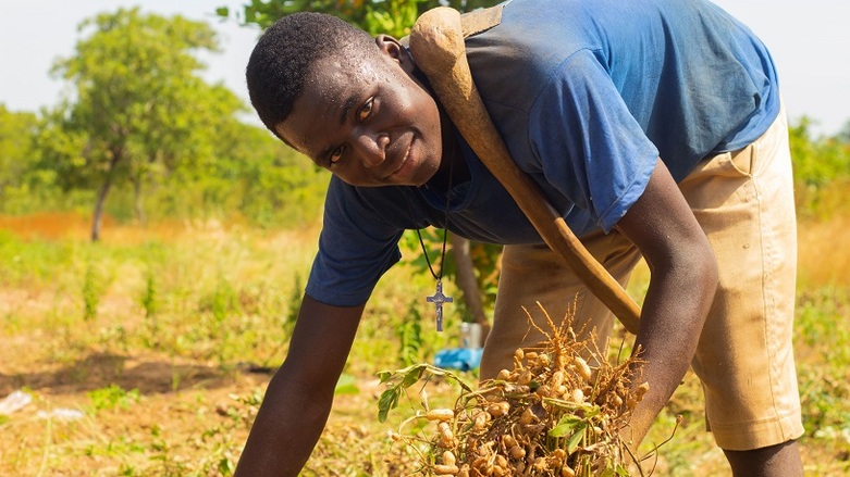 gizIMAGE_bauer_ernte_bio_erdnuessen_ghana_02