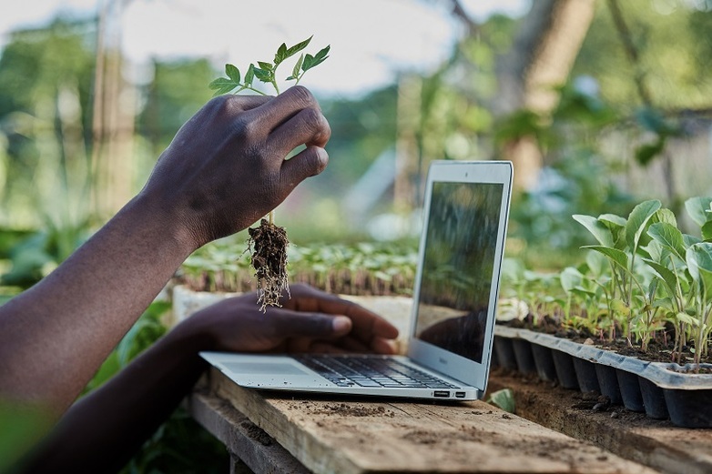 Ein Landwirt in Sambia hält einen Setzling vor eine Laptopkamera, um digital Beratung zu erhalten  (c) GIZ / Agricomm