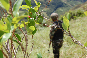Soldat im Kokafeld, Kolumbien, Copyright GPDPD/GIZ