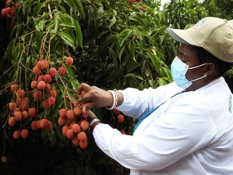 Qualitätskontrolle auf der Lycheeplantage der Partnerfirma Westfalia Fruits in der Provinz Manica. Mit der Firma besteht ein Inklusives Geschäftsmodell über eine integrierte Entwicklungspartnerschaft / Development Partnership (DPP) zur Integration von Kleinbauern/-bäuerinnen in die Lieferkette. Copyright: GIZ