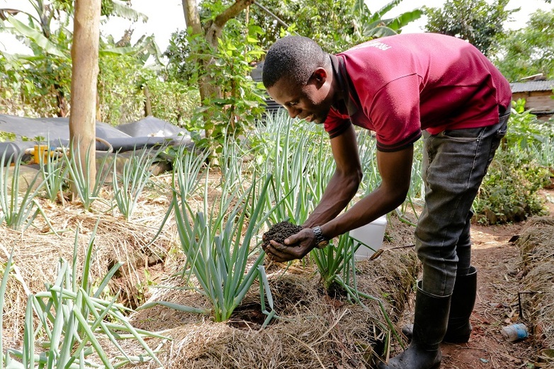 Ein Mann bringt Kompostpellets auf der St Jude Family Farm in Uganda aus (c) GIZ / Cinelab Akademie