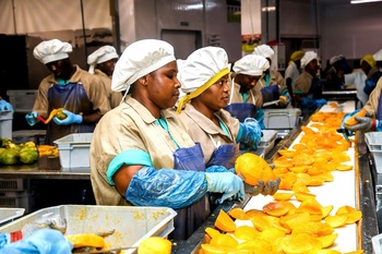 Ghana. Ein Kleinbauer bei der Mangoernte. (Foto: Li Migura) © GIZ