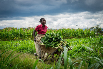SADC-Region. Klimaintelligente Landwirtschaft hilft Bauern die zukünftige Ernährung der SADC-Region sicherzustellen © iStock / GIZ