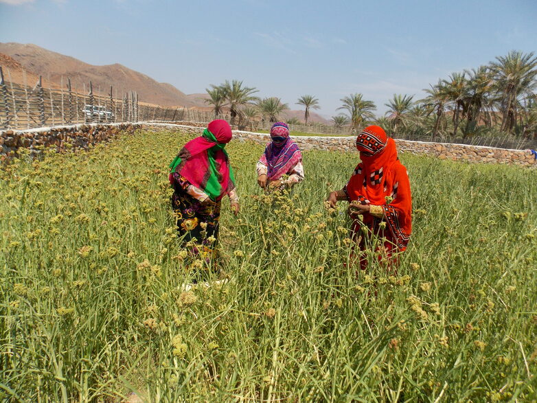 pkb jemen Biodiversität Millet harvesting in Socotra Island