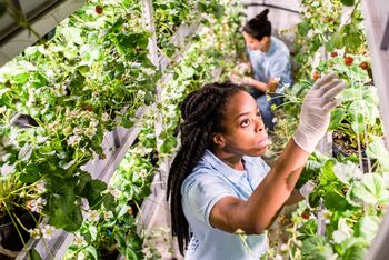 “ Afrikanische Frau in Handschuhen und Arbeitskleidung auf der Suche nach reifen Erdbeeren, während sie diese im Gewächshaus aufliest/Shutterstock