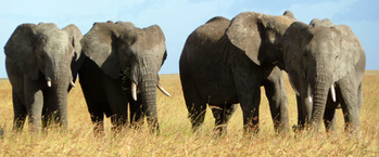 tn-elefanten-serengeti-nationalpark_rdax_350x145