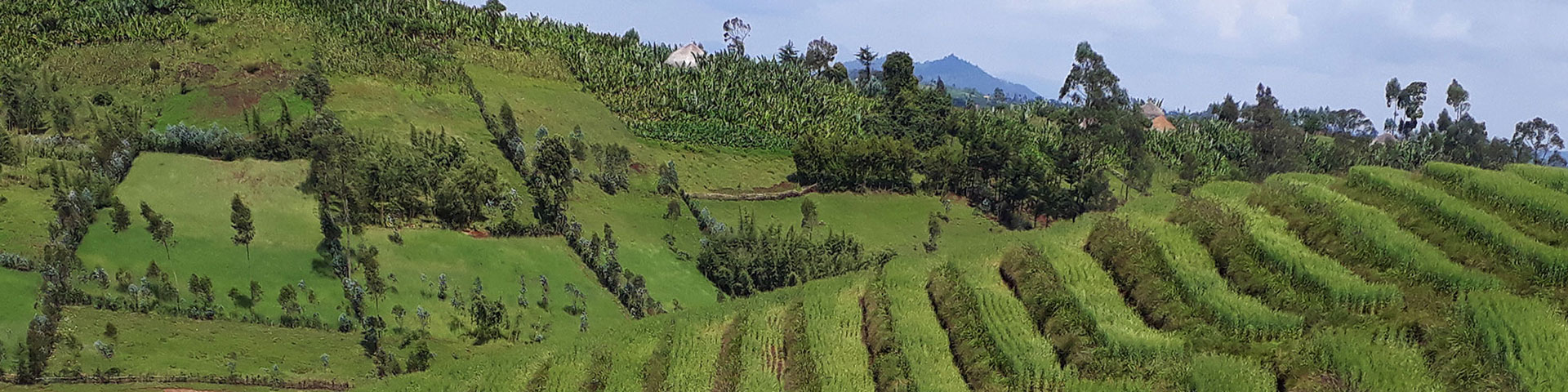 Grünes, landwirtschaftliches Feld mit Bäumen im Hintergrund.