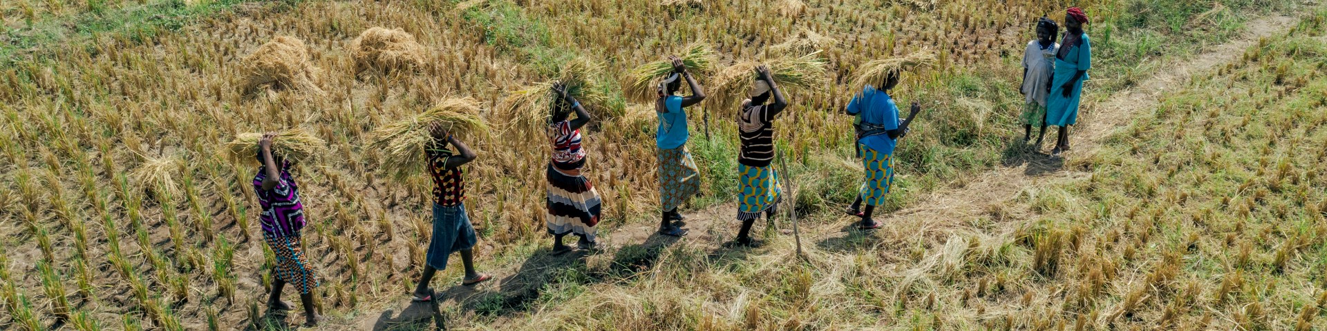 Menschen tragen geerntetes Getreide von einem Feld. © GIZ / Ollivier Girard