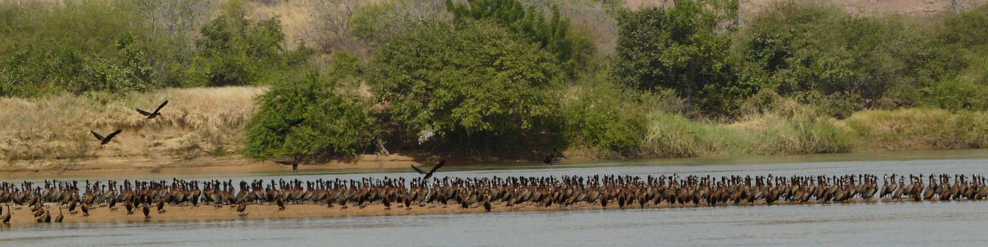 Eine große Anzahl an Vögeln steht am Ufer eines Wasserreservoirs.