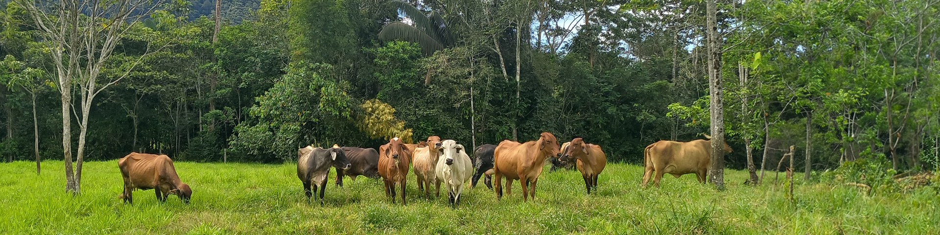 Rinder grasen auf einer grünen Weide an einem angrenzenden Wald.