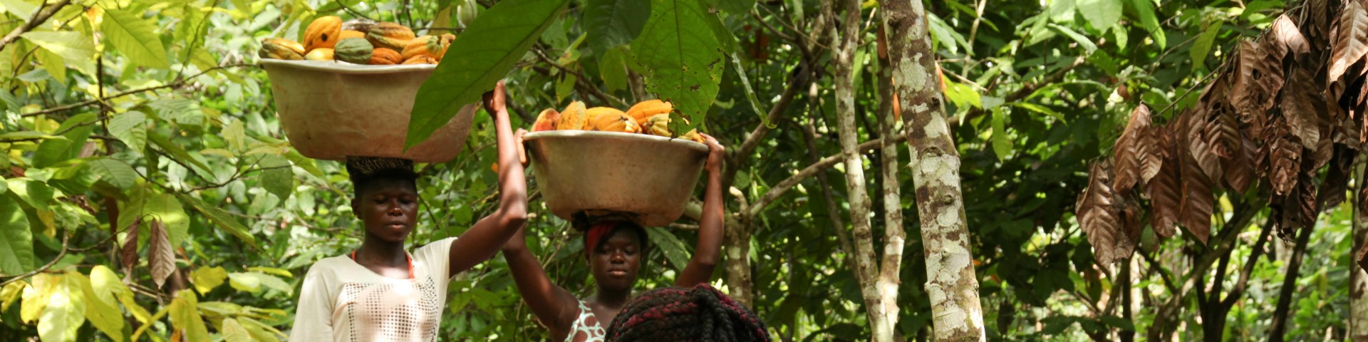 Zwei Frauen tragen große Körbe voller Kakaofrüchte auf ihren Köpfen. Copyright: GIZ