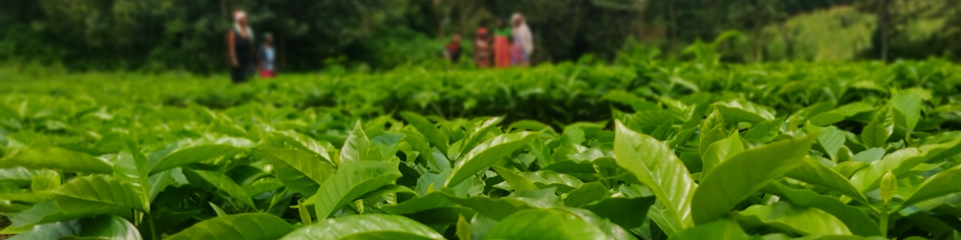 Junge Kaffeepflanzen auf einem Feld. Im Hintergrund sind unscharf mehrere Personen zu erkennen.