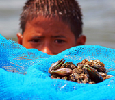 Philippinen. Junge bietet Tahong-Muscheln aus seinem Fangnetz zum Verkauf an. © GIZ