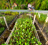 Philippinen. Eine Reihe Setzlinge - fertig zum Auspflanzen. © GIZ