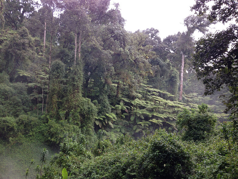 Äthiopien. Die Bergregenwälder im südwestlichen Äthiopien sind als Ursprungsort der Kaffeepflanze bekannt und beherbergen eine unzählige Pflanzen und Tieren. © GIZ