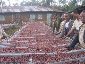 Äthiopien. Der Wildkaffee wird von den Bauern in der Kooperative gemeinsam weiterverarbeitet und nach der traditionellen Methode in der Sonne getrocknet. © GIZ