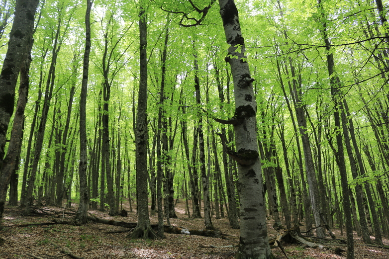 GIZ / Benedikt Ibele//SFM-Praktiken werden im Akhmeta Forest in der Projektregion Kachetien (siehe Foto) sowie in Mtskheta-Mtianeti and Guria umgesetzt.