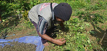 Verarbeitung von Nilam  Blättern für die Nilam-Atsiri (Patchouli) Öl Produktion als Parfümgrundstoff. Foto GIZ / Bioclime