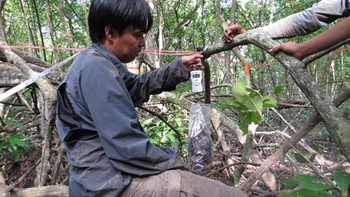 Waldbiomasse Inventur im Mangrovenwald Banyuasin, Süd Sumatra. Foto: GIZ/Hendi Sumatri