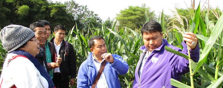 Mitglieder des laotischen nationalen Landwirtschafts- und Waldforschungsinstituts, des Mais und Cash Crop Forschungszen-trums und der Provinzbehörde für Landwirtschaft und Forsten besuchten das Nakhon Sawan Feldfrüchte Forschungszentrum, wo an Maissorten