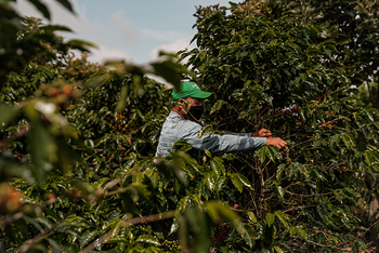 GIZ / Pablo Cambronero Ein Kaffeebauer prüft Kaffeepflanzen auf seiner Plantage.