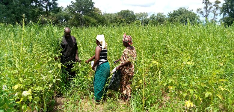 Landwirtinnen auf einem Sesamfeld.  Foto: GIZ/PRCPT