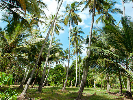 … und eine Plantage mit ausgewachsenen Kokospalmen. Die nativen Kokosprodukte werden exportiert, zum Beispiel in die USA.