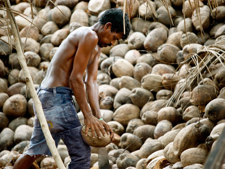 Schäler sind in der Region gefragt, weil sie über ganz spezielle Fertigkeiten verfügen. Sie entfernen die äußere Hülle der Kokosnuss, bevor diese in die Fabrik gebracht wird.