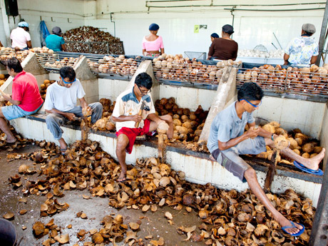 Serendipol-Mitarbeiter bereiten die Kokosnüsse mit einem Handbeil für die Verarbeitung vor.