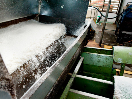 Getrocknetes Kokosfleisch wird zerkleinert und nochmals getrocknet, bevor daraus in der Presse Kokosöl gewonnen wird.