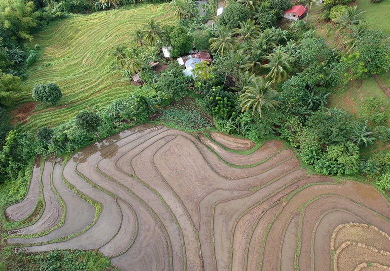 Blick von oben auf terrassenförmige Reisfelder in der Gemeinde Orong (Negros Occidental)