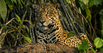 Ecuador. Jaguar im Biosphärenreservat Yasuní © GIZ