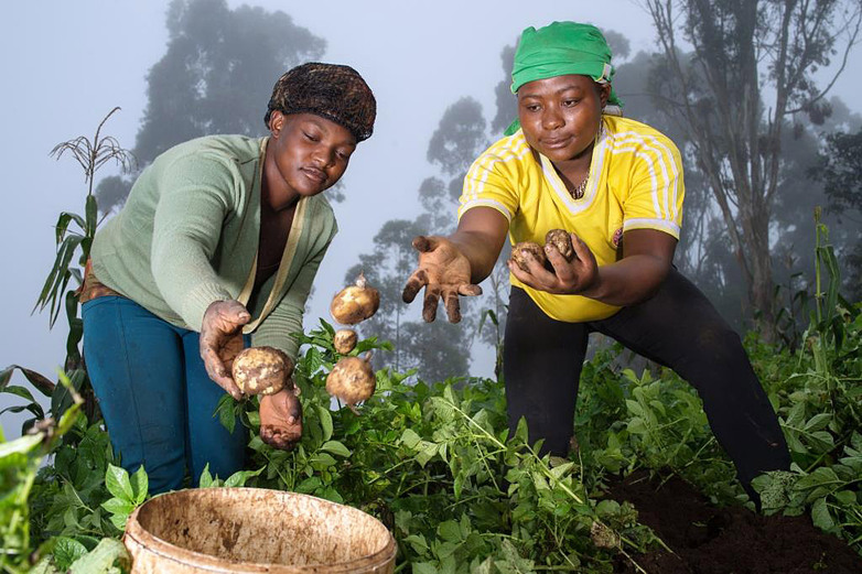 Kamerun. Beschäftigte bei der Kartoffelernte. © GIZ