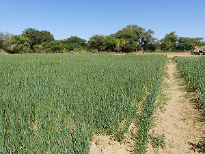 Niger. Weizen- und Zwiebelanbau am Südrand der Sahara. © GIZ