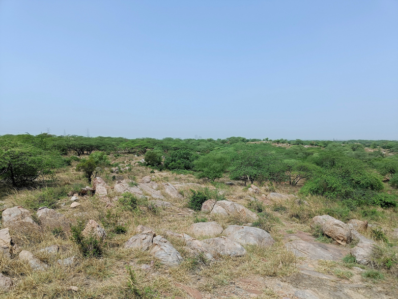 Aravalli-Waldlandschaft im Asola Bhatti Wildlife Sanctuary, Delhi (GIZ/Saurab Babu)