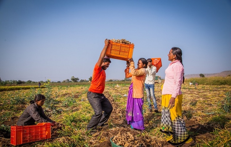 Bäuerinnen und Bauern ernten zusammen auf einem Feld. Bildrecht: GIZ India / Harsh Kamat