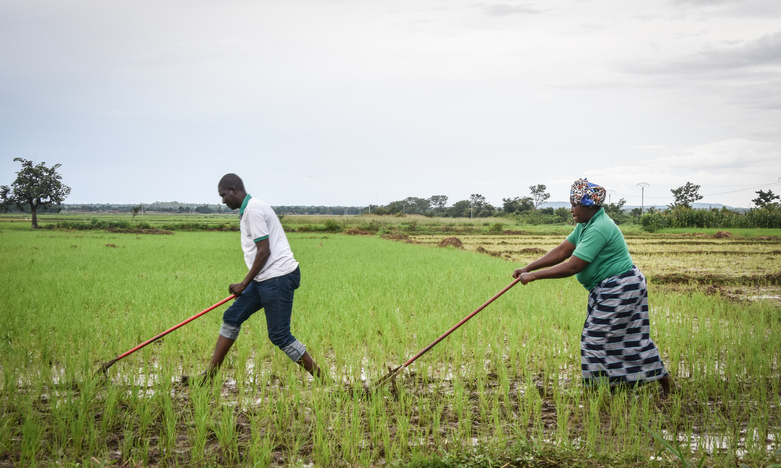 Zum Portfolio der Sahel-Allianz gehören circa 1.000 Projekte der 14 Mitglieder in Höhe von fast 22 Milliarden Euro. Ein Schwerpunkt liegt auf „Landwirtschaft, ländliche Entwicklung und Ernährungssicherung“. Hier: Nachhaltige Landwirtschaft in Burkina Faso. © giz / Aude Rossignol
