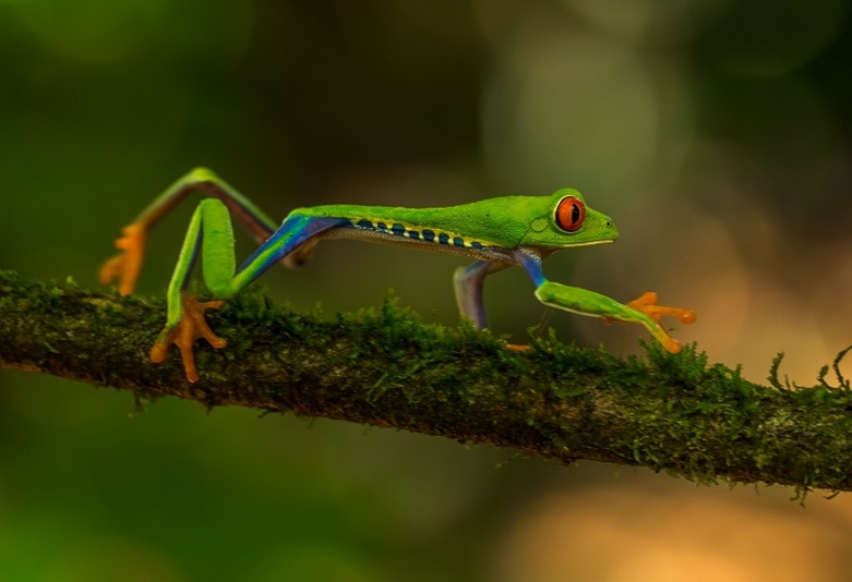 Ein Frosch auf einem Ast in Costa Rica © Unsplash/Zdenek Machacek